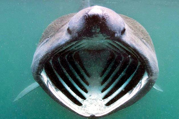 Cetorhinus maximus_07.jpg